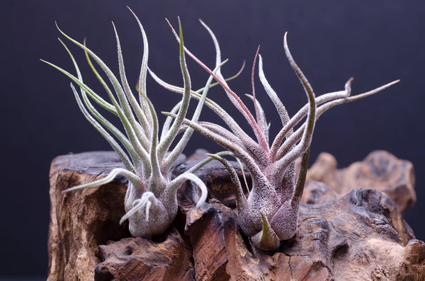 Air Plants - Tillandsia Pruinosa Guatemala - The Artizan Way - Wild Lark