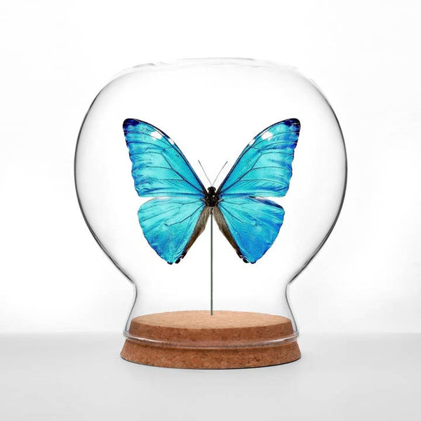 Butterfly Globes - Shiny Blue Morpho Butterfly - Green Beetle Shop - Wild Lark