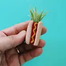 Air Plant + Mini Planter