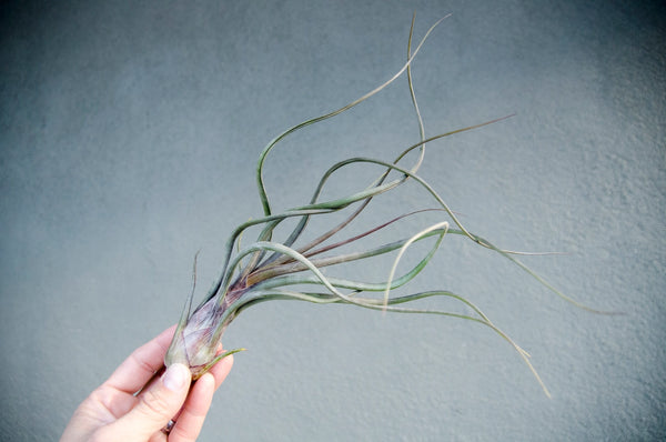 Air Plants - T. Pseudobaileyi - XL 12 inches+ - The Artizan Way - Wild Lark