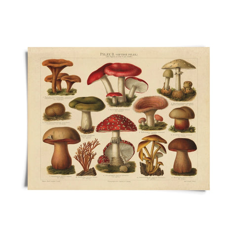 Vintage German Mushroom Pilze 2 Print -  - Curious Prints - Wild Lark