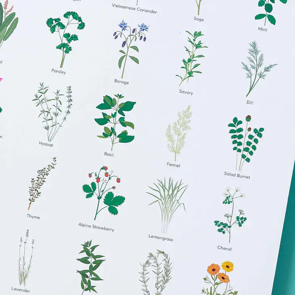 Herb Botanical Illustration, A3 Art Print -  - Another Studio for Design Ltd - Wild Lark