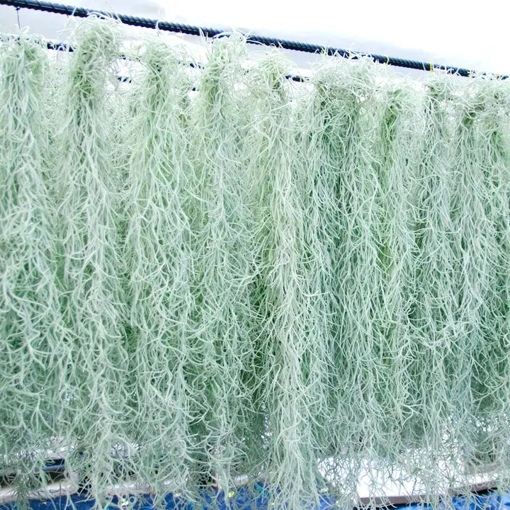 Spanish Moss Air Plant – Wild Lark