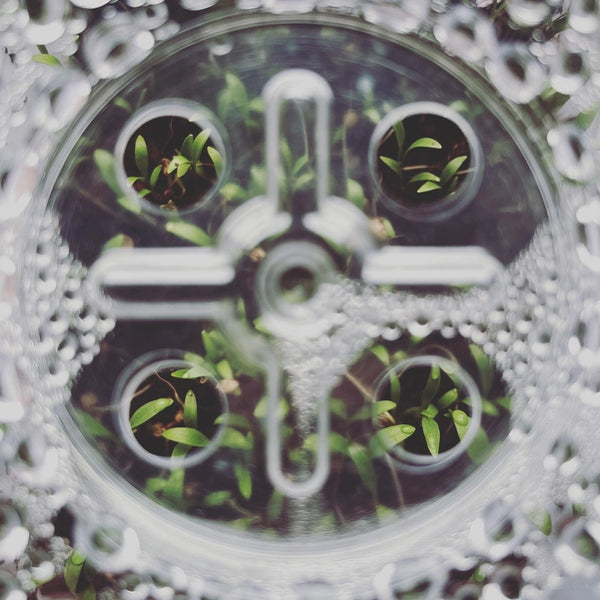 Microgreens and Seed-Starting Kit - - Seattle Seed Co. - Wild Lark
