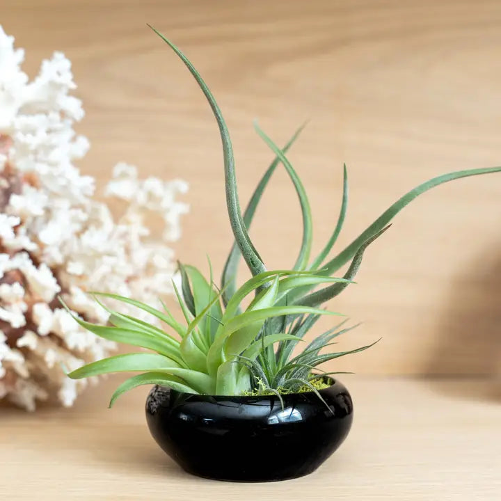 air plant bowl Air Plant Bowl Garden – Wild Lark