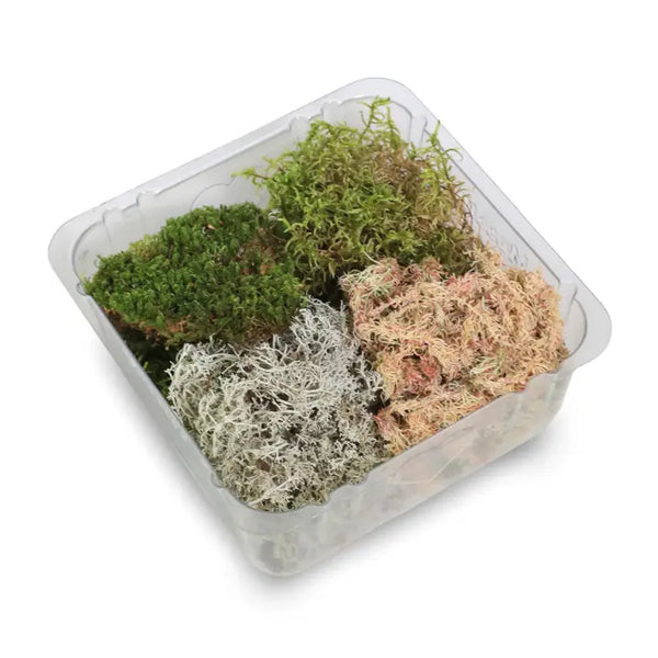Revita-Moss Mixed Pack – 4 Species of Live / Dormant Moss - - Mossify - Wild Lark