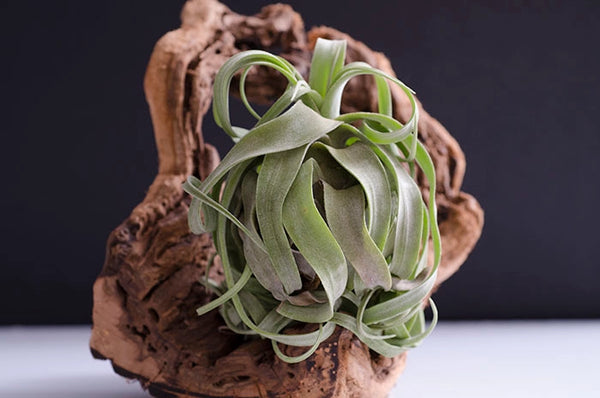 Air Plants - Tillandsia Streptophylla - Medium 6-7 inches - The Artizan Way - Wild Lark