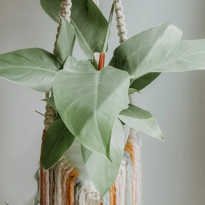 fringe plant hanger Macrame Plant Hanger with Fringe – Wild Lark