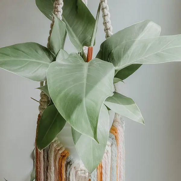 Macrame Plant Hanger with Fringe - Sage Mix - Knotted - Wild Lark