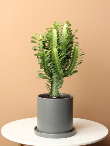 African Milk Tree (Euphorbia trigona) - - Wild Lark - Wild Lark