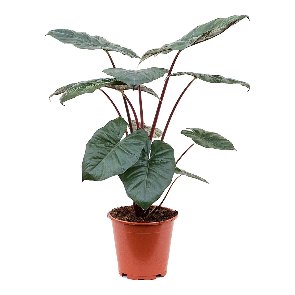 Alocasia 'Yucatan Princess' -  - Wild Lark - Wild Lark