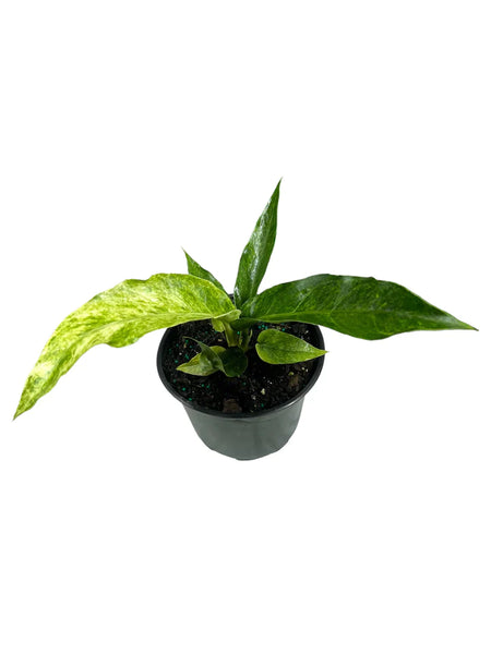 anthurium hookeri variegated Anthurium Hookeri Variegated – Wild Lark