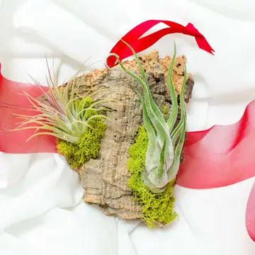 Assembled Living Air Plant Cork Red Ribbon Ornament - - Air Plant Shop - Wild Lark