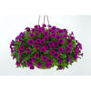 Petunia Hanging Basket - - Wild Lark - Wild Lark