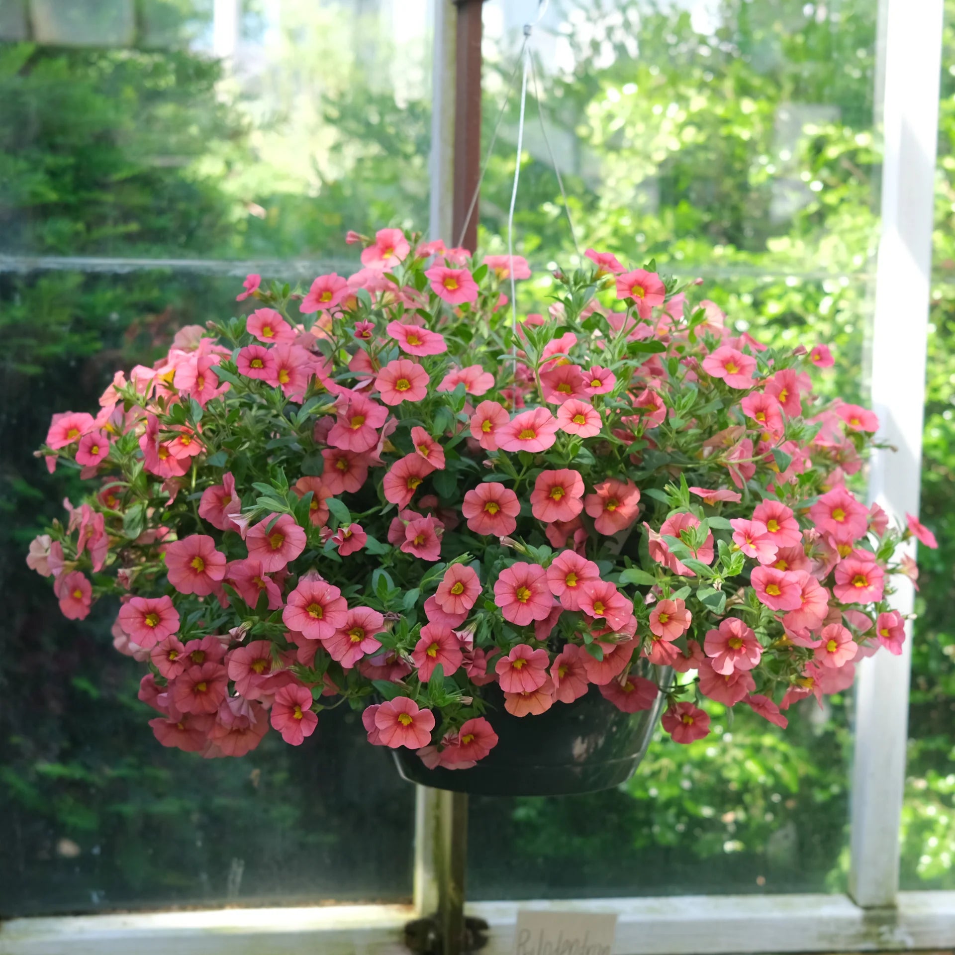 planting million bells in a hanging basket Million Bells Hanging Basket – Wild Lark