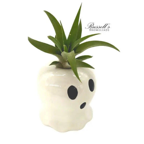 Sale! Fall Air Plant - Halloween Ghost - Russell's Bromeliads - Wild Lark