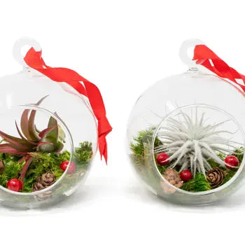 Festive Forest Ornaments with Red Abdita and White Tectorum - - Air Plant Shop - Wild Lark