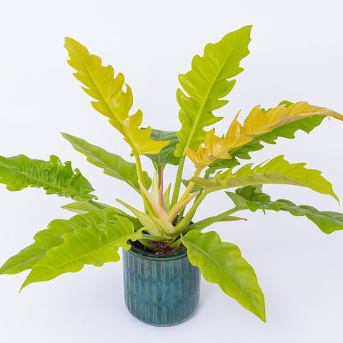 Golden Crocodile Philodendron - - Wild Lark - Wild Lark