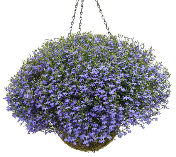 Lobelia Hanging Basket - - Wild Lark - Wild Lark