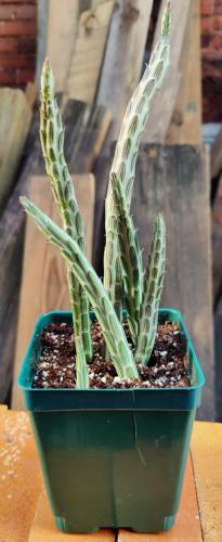 Kleinia stapeliiformis (pickle plant) - - Wild Lark - Wild Lark