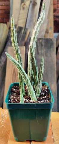 Kleinia stapeliiformis (pickle plant) - - Wild Lark - Wild Lark