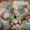 Living Stone (Lithops) - - Wild Lark - Wild Lark