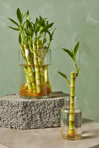 "Lucky Bamboo" Mini Garden - - Wild Lark - Wild Lark