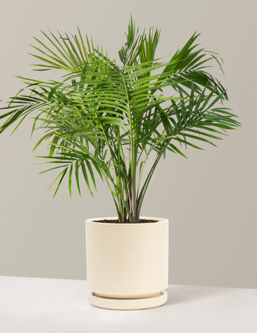 Majesty Palm (Ravenea rivularis) - - Wild Lark - Wild Lark