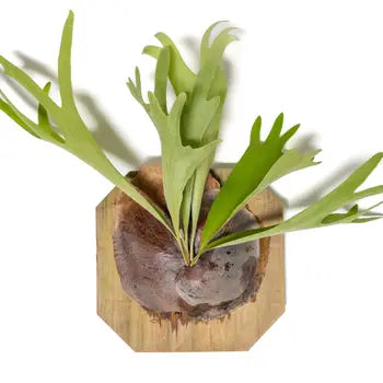 Mounted Staghorn Fern - - Air Plant Shop - Wild Lark