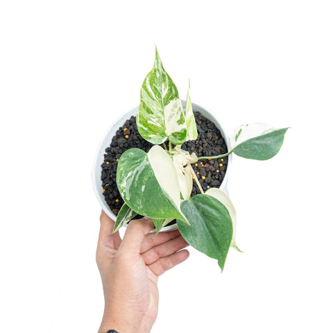 Philodendron Albo (Epipremnum pinnatum albo) - - Wild Lark - Wild Lark