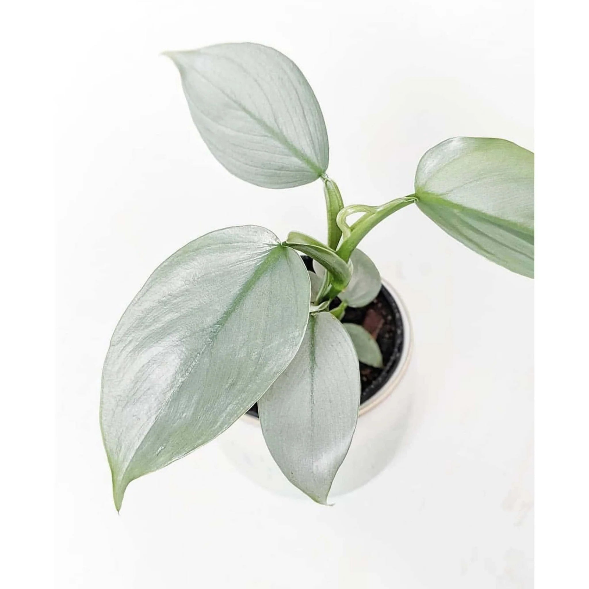 philodendron silver sword in the wild Philodendron "Silver Sword"