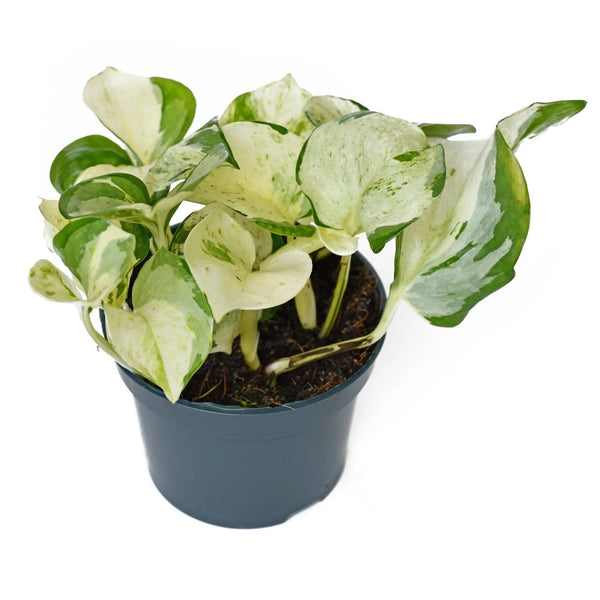 Pothos 'Manjula' (Epipremnum aureum Manjula) - - Wild Lark - Wild Lark