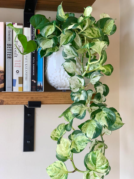 Pothos 'Manjula' (Epipremnum aureum Manjula) - - Wild Lark - Wild Lark