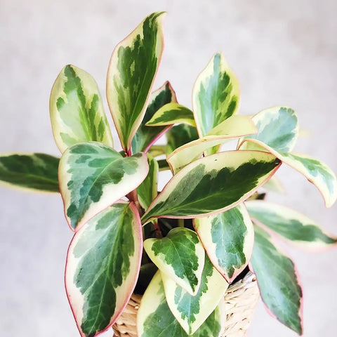 Rainbow Peperomia 'Ginny' - - Wild Lark - Wild Lark