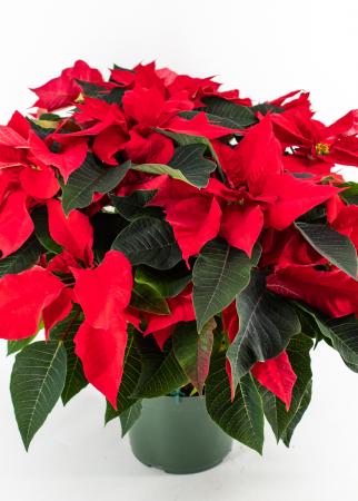 Red Poinsettia -  - Wild Lark - Wild Lark