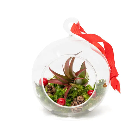 Festive Forest Ornaments with Red Abdita and White Tectorum - Red Abdita - Air Plant Shop - Wild Lark