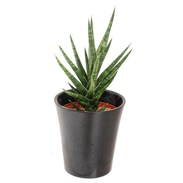 Snake Plant (Sansevieria francisii chahin/ Dracaena francisii)