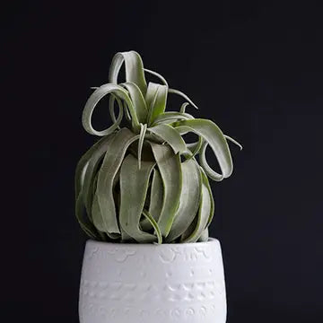 Air Plants - Tillandsia Streptophylla - Small - The Artizan Way - Wild Lark