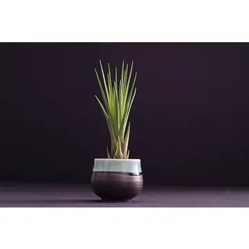 Air Plants - Tillandsia Tricolor Melanocrater - Small 4-5 inches - The Artizan Way - Wild Lark