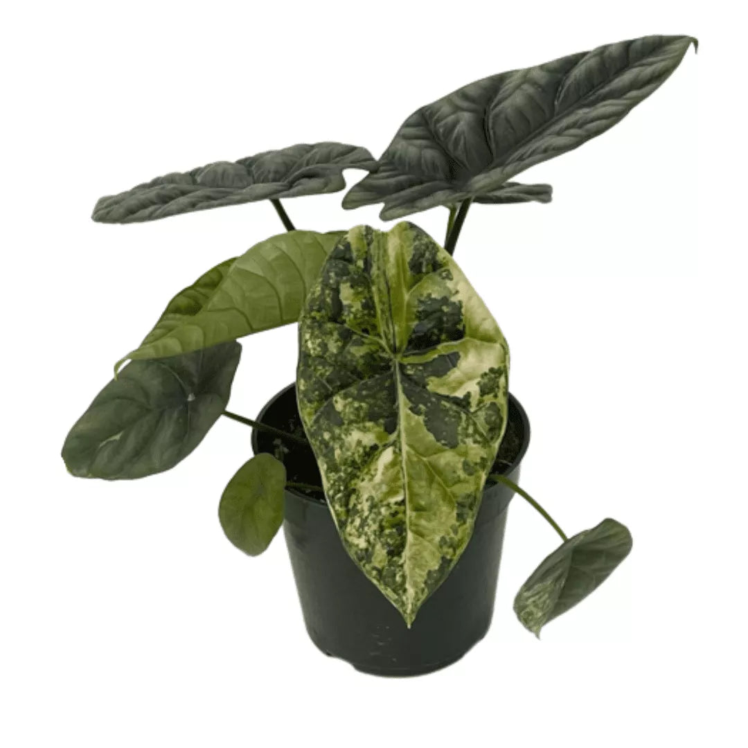 Alocasia Sinuata 