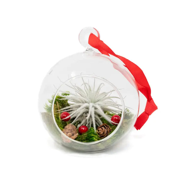Festive Forest Ornaments with Red Abdita and White Tectorum - White Tectorum - Air Plant Shop - Wild Lark