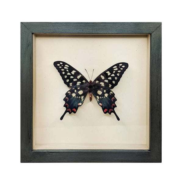 Butterfly Globes - Giant Madagascar Swallowtail Butterfly Shadowbox - Green Beetle Shop - Wild Lark