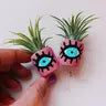 Air Plant + Mini Planter - Eye See You - O'Berry's Succulents - Wild Lark