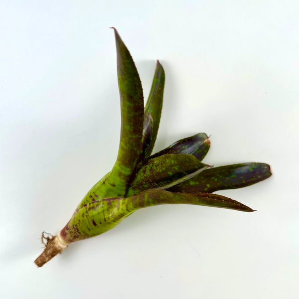 Air Plants - Neoregelia Toshiya - Off Shoot - The Artizan Way - Wild Lark