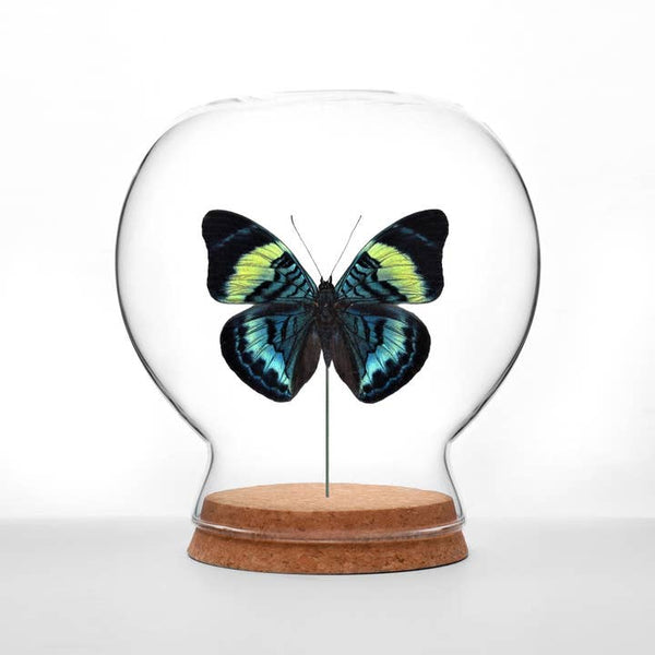 Butterfly Globes - Red Flasher Butterfly - Green Beetle Shop - Wild Lark