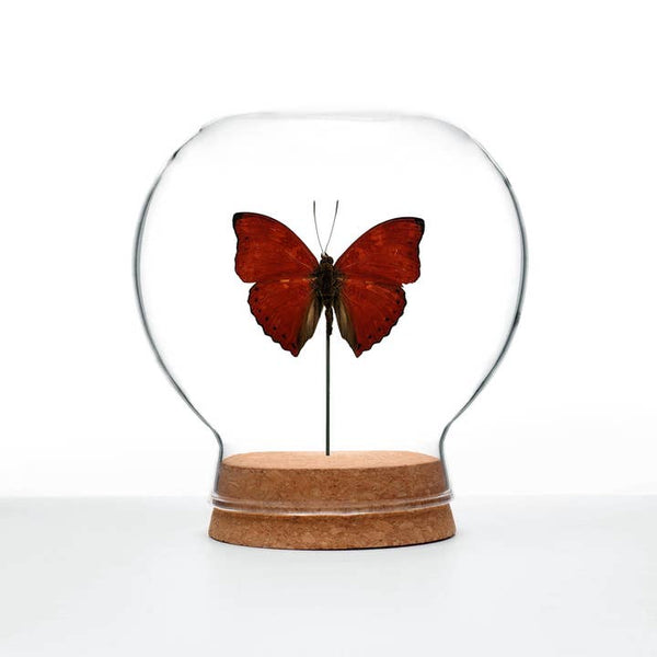 Butterfly Globes - Blood-Red Glider Butterfly - Green Beetle Shop - Wild Lark