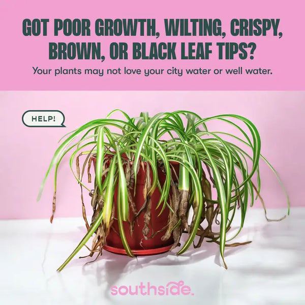 Houseplant Tap Water Conditioner - - Southside. - Wild Lark