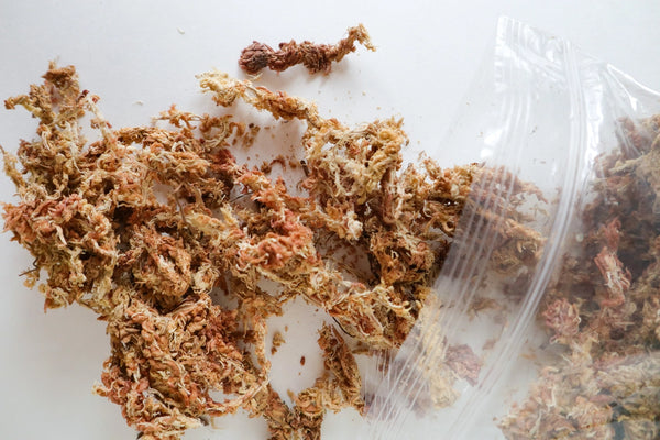 Sphagnum Moss | Moss For Plants, Orchids, Propagation -  - The Plant Supply - Wild Lark