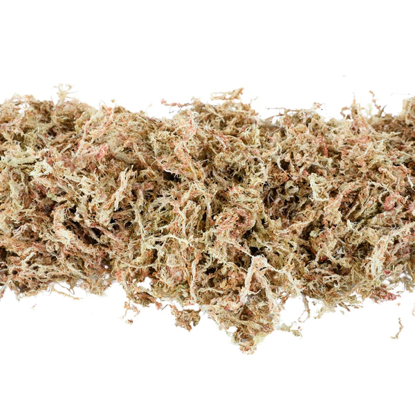 Premium Long Fiber Sphagnum Moss 50g - - Mossify - Wild Lark