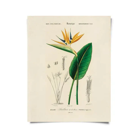 Vintage Botanical Birds of Paradise Print -  - Curious Prints - Wild Lark